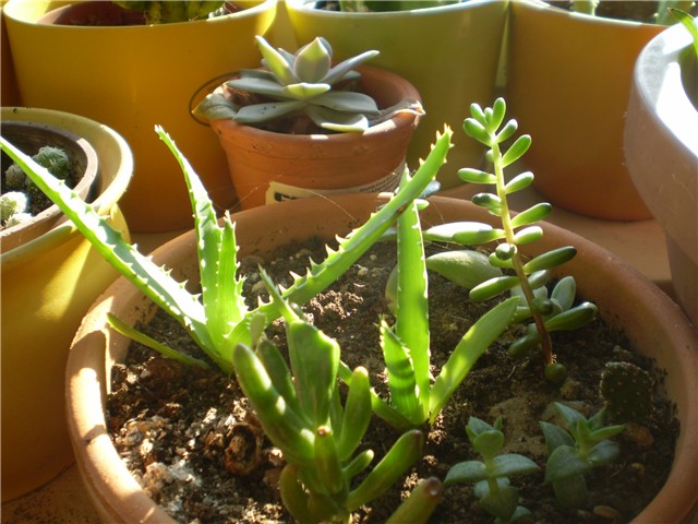 sukulenti